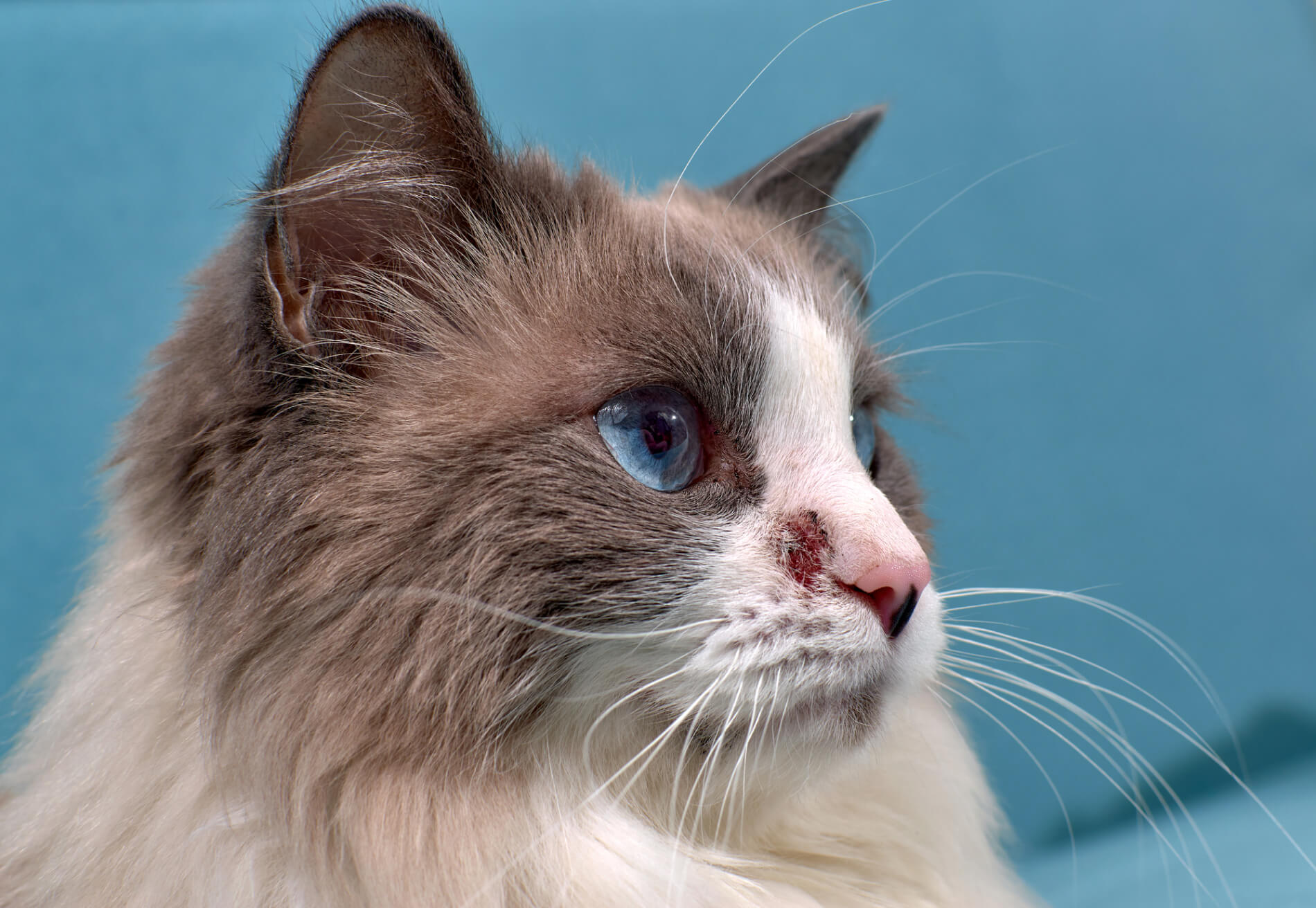 Skin diseases in cats: Causes, symptoms and treatment options